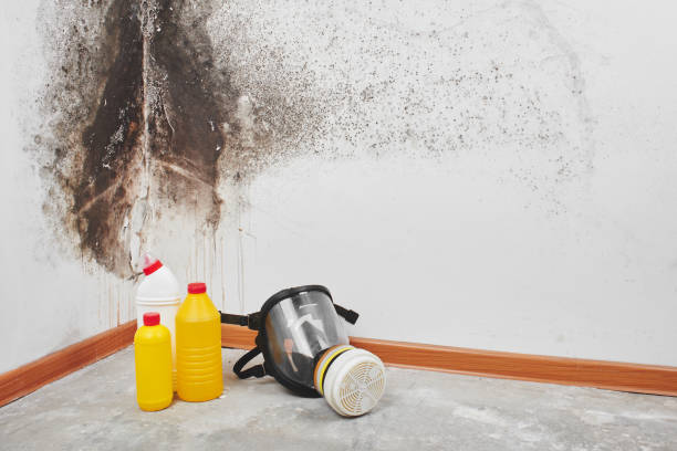 Best Black Mold Removal  in Blennerhassett, WV