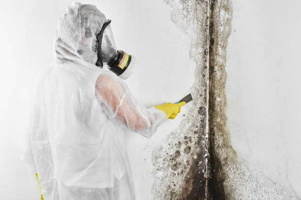 Best Mold Removal Company Near Me  in Blennerhassett, WV