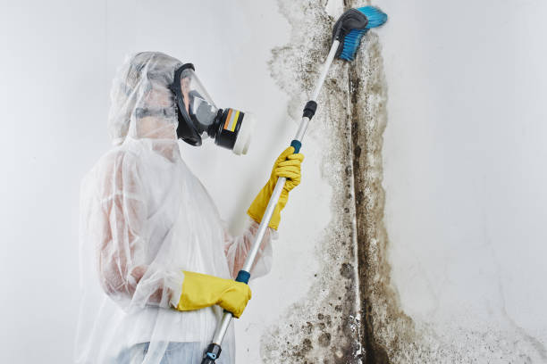 Best Residential Mold Removal  in Blennerhassett, WV