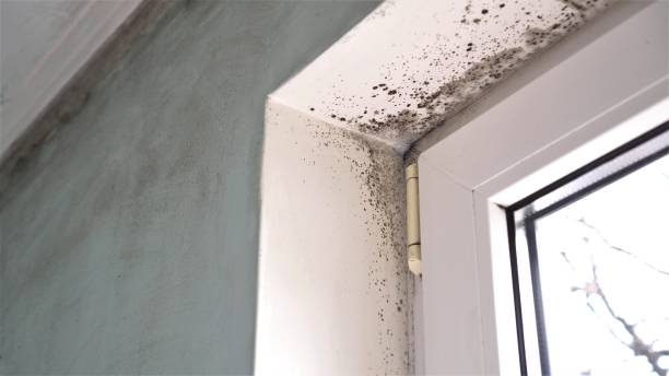 Best Black Mold Removal  in Blennerhassett, WV