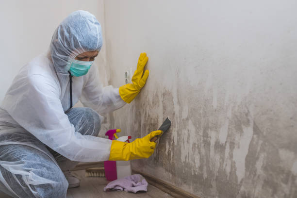 Best Certified Mold Removal  in Blennerhassett, WV