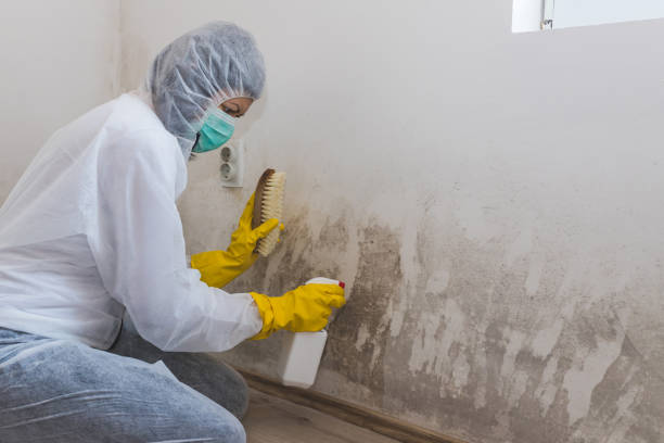 Office Mold Removal Services in Blennerhassett, WV