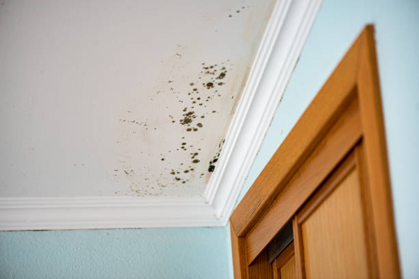 Best Mold Removal Company Near Me  in Blennerhassett, WV