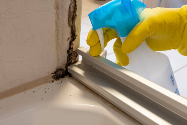 Best Emergency Mold Removal  in Blennerhassett, WV