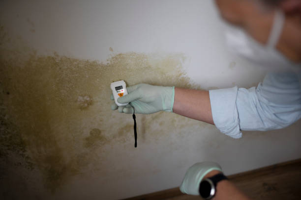 Best Home Mold Removal  in Blennerhassett, WV