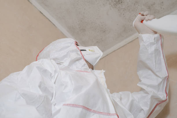 Best Certified Mold Removal  in Blennerhassett, WV