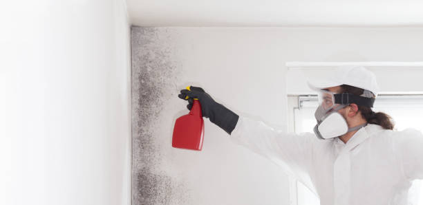 Best Office Mold Removal Services  in Blennerhassett, WV