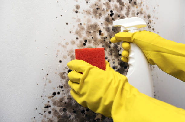 Best Commercial Mold Removal  in Blennerhassett, WV