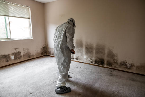 Best Mold Cleaning Services  in Blennerhassett, WV