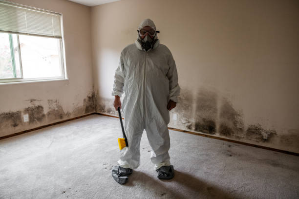 Best Fast Mold Removal  in Blennerhassett, WV