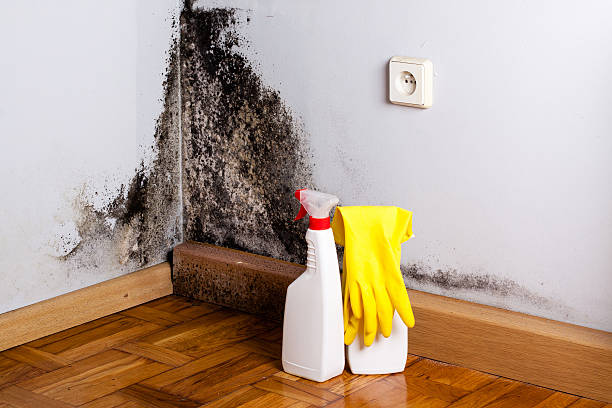 Best Attic Mold Removal  in Blennerhassett, WV