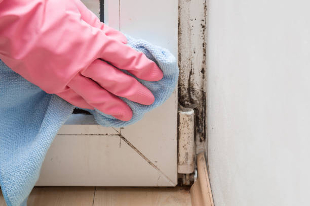 Best Mold Damage Repair  in Blennerhassett, WV