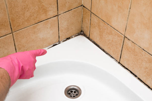 Best Black Mold Removal  in Blennerhassett, WV